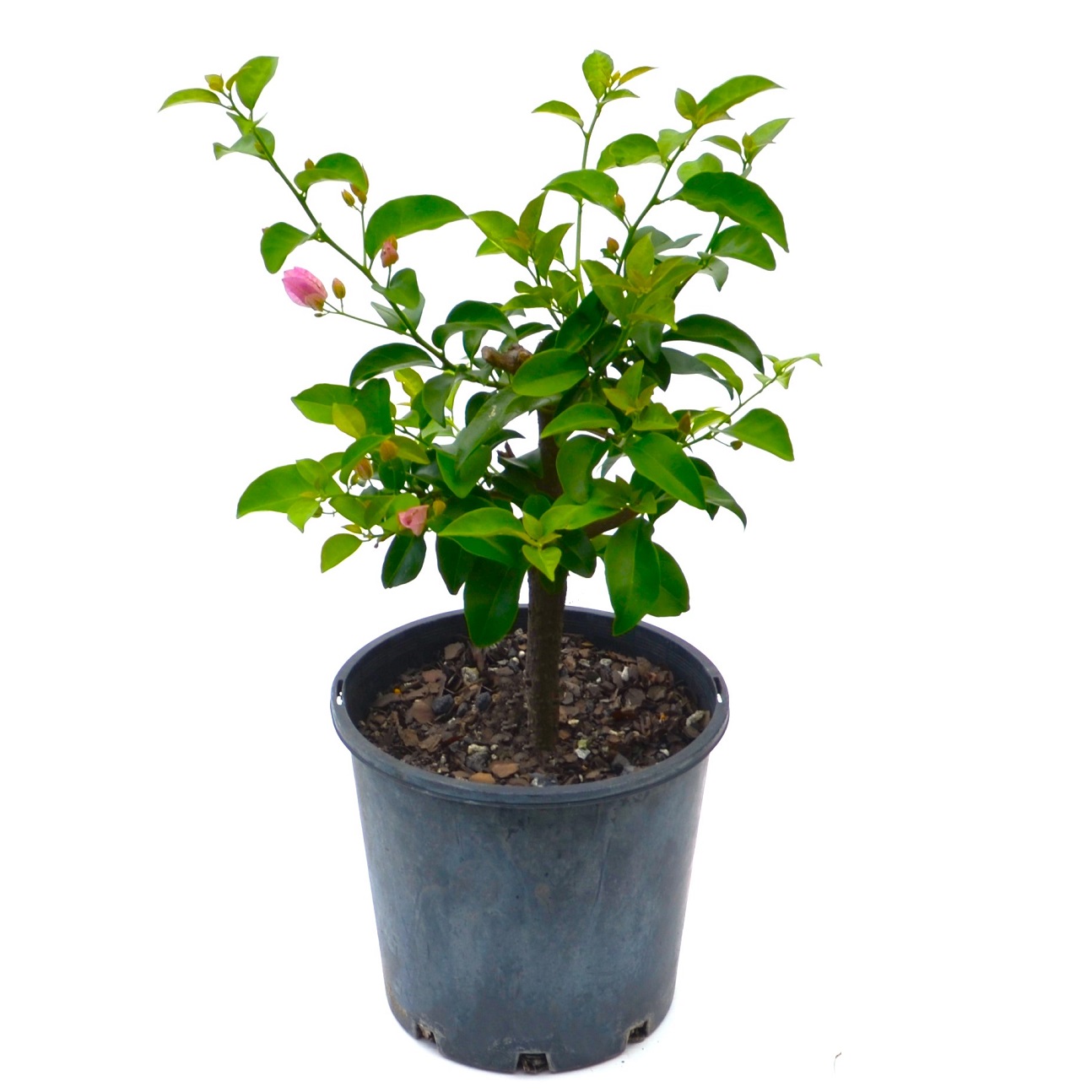 Bougainvillea DIY Flowering Bonsai Tree - Medium - Image 12