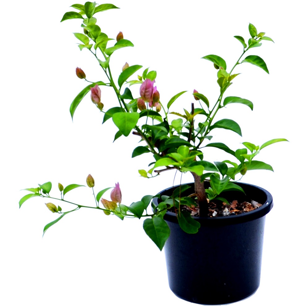 Bougainvillea DIY Flowering Bonsai Tree - Medium - Image 2