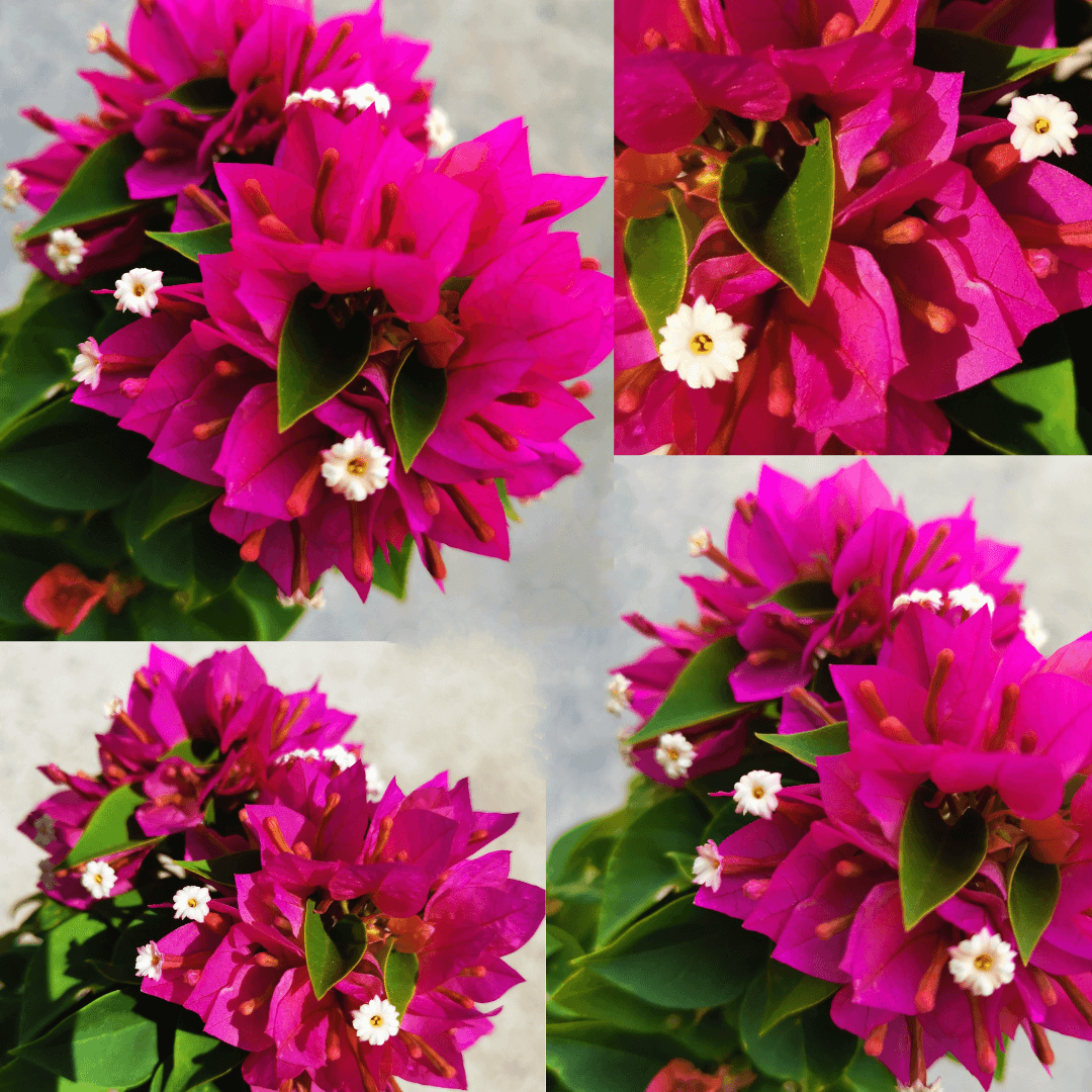 Bougainvillea DIY Flowering Bonsai Tree - Medium - Image 3