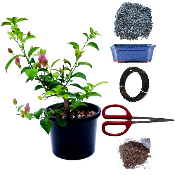 Bougainvillea DIY Flowering Bonsai Tree - Medium