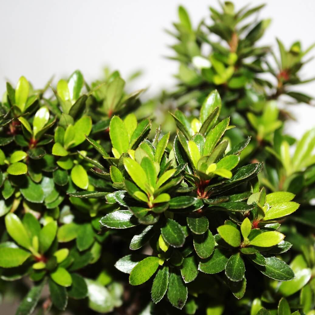Azalea Bonsai Starter - 200mm Pre-Bonsai - Image 4