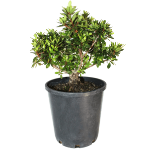 Azalea Bonsai Starter - Medium