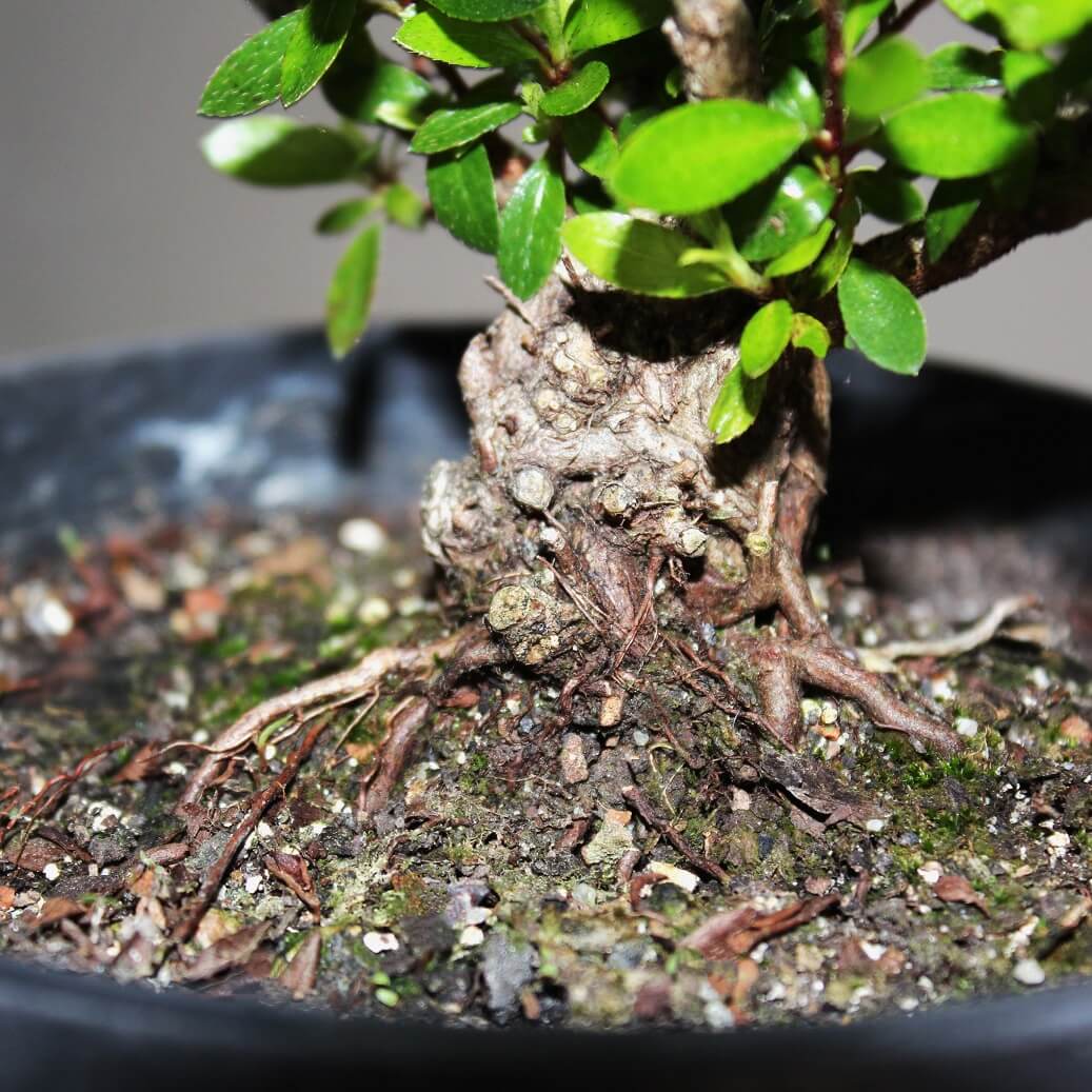 Azalea Bonsai Starter - 200mm Pre-Bonsai - Image 3