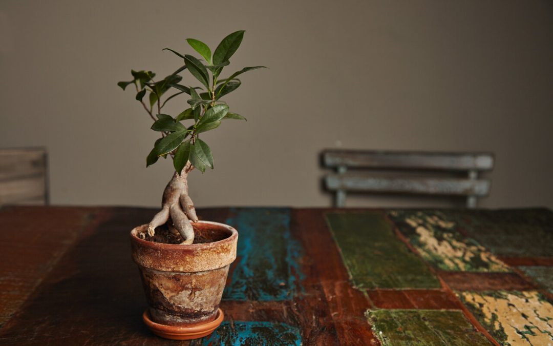 Eucalyptus Bonsai Tree