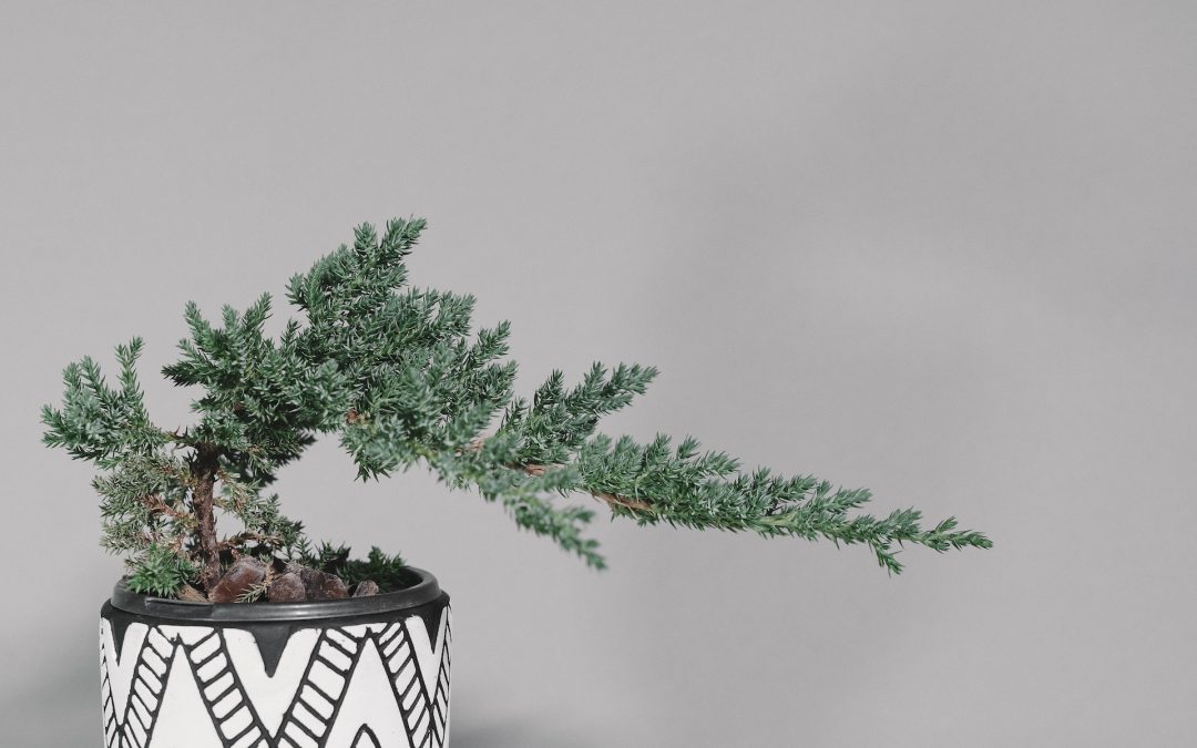 Juniper Bonsai Tree