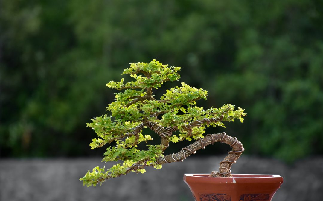 Bonsai wiring