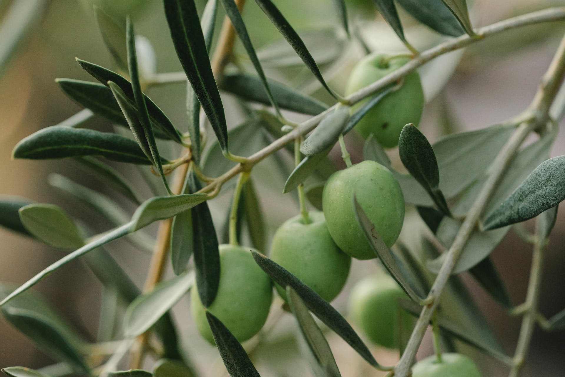 Branching Out with Bonsai A Comprehensive Guide