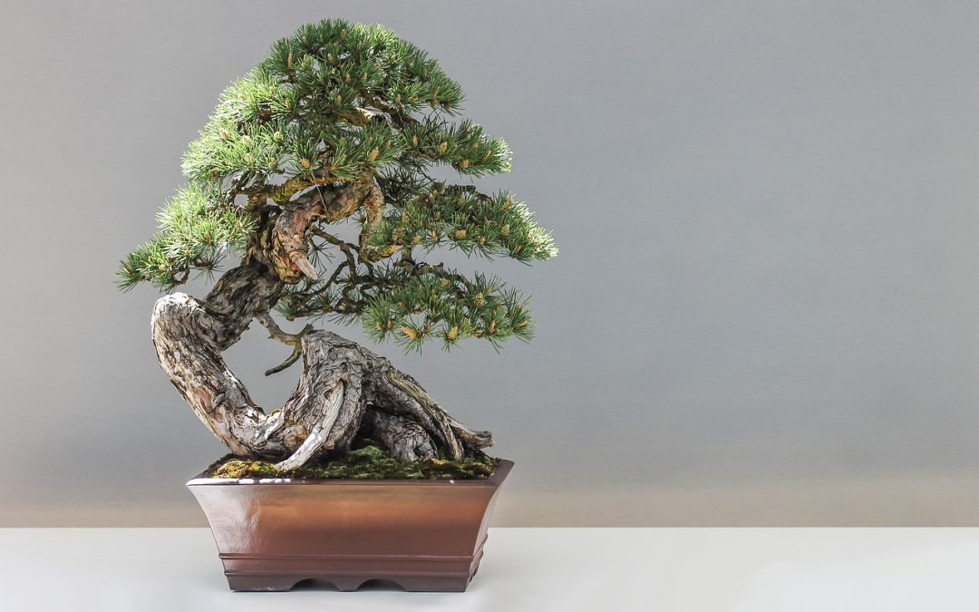 bonsai pine tree