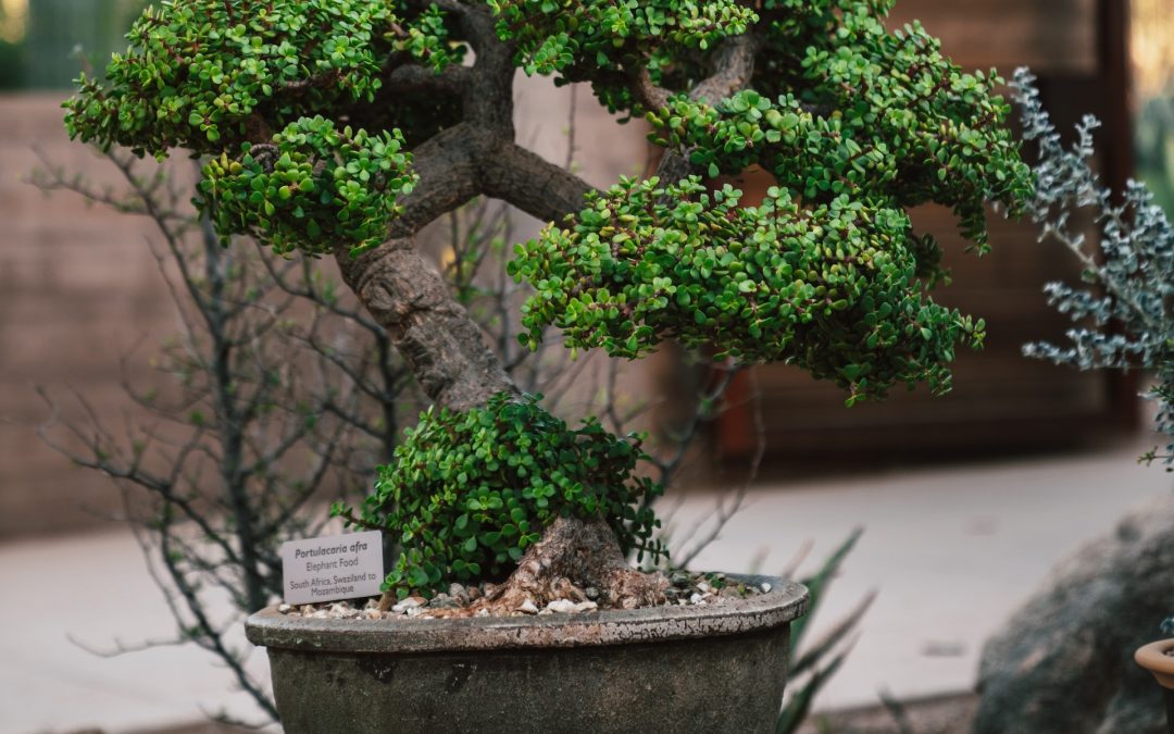 bonsai juniper