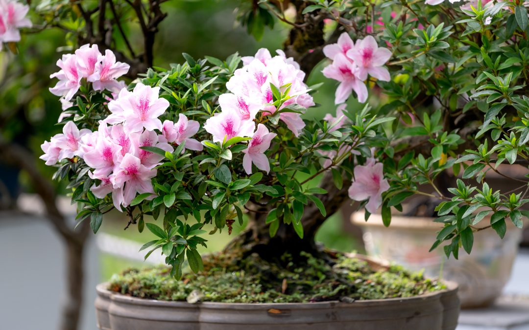 Azalea Bonsai