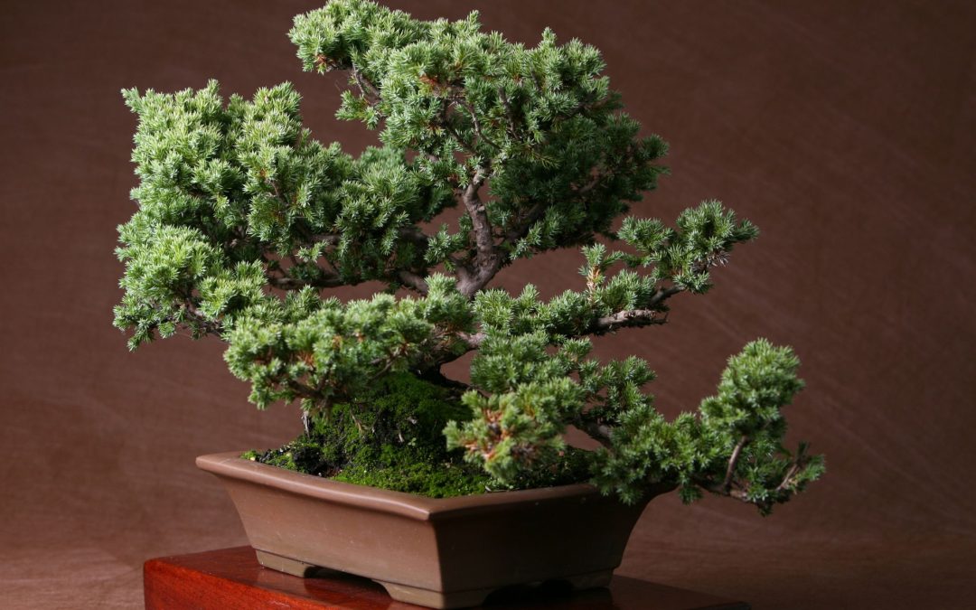 Bonsai Juniper Trees