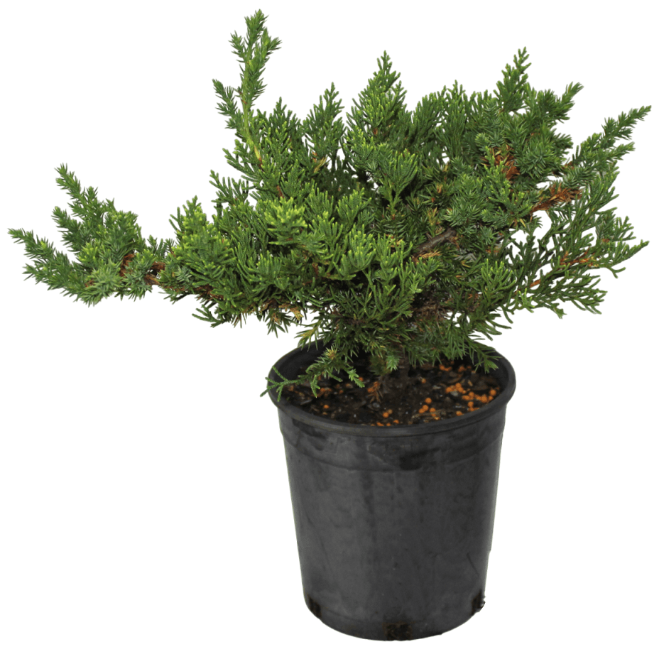 Juniper Chinensis DIY Bonsai Tree - Extra Large - Image 10