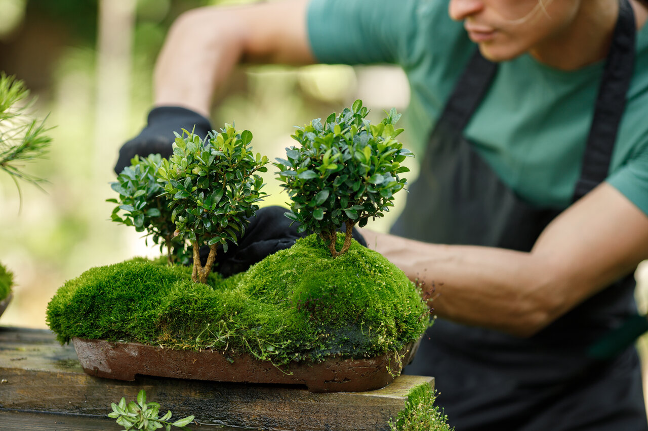 Mastering the Intricacies of Bonsai Wiring A Guide