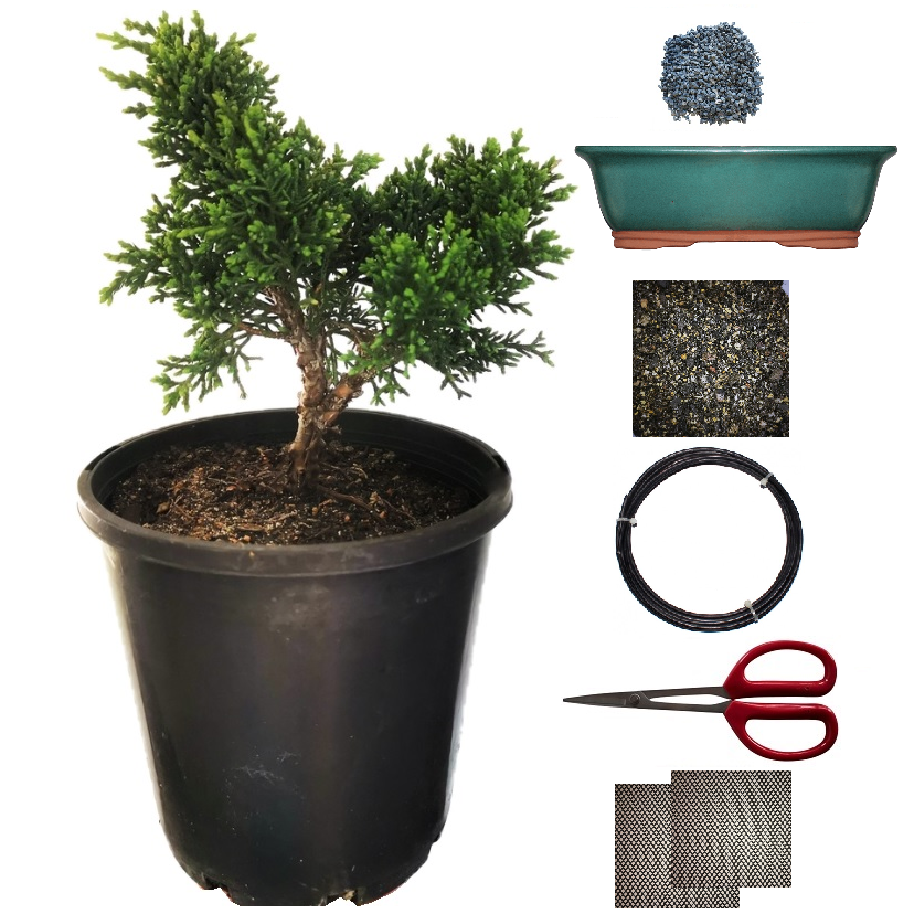 Juniper Chinensis DIY Bonsai Tree - Extra Large