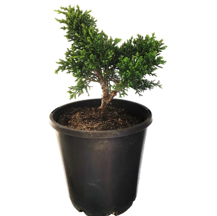 Juniper Chinensis DIY Bonsai Tree - Extra Large - Image 11