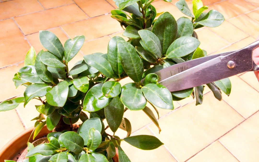 bonsai pruning