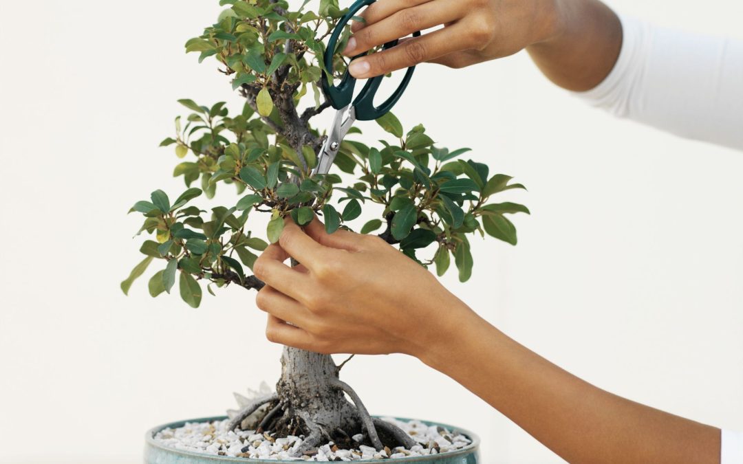 bonsai pruning