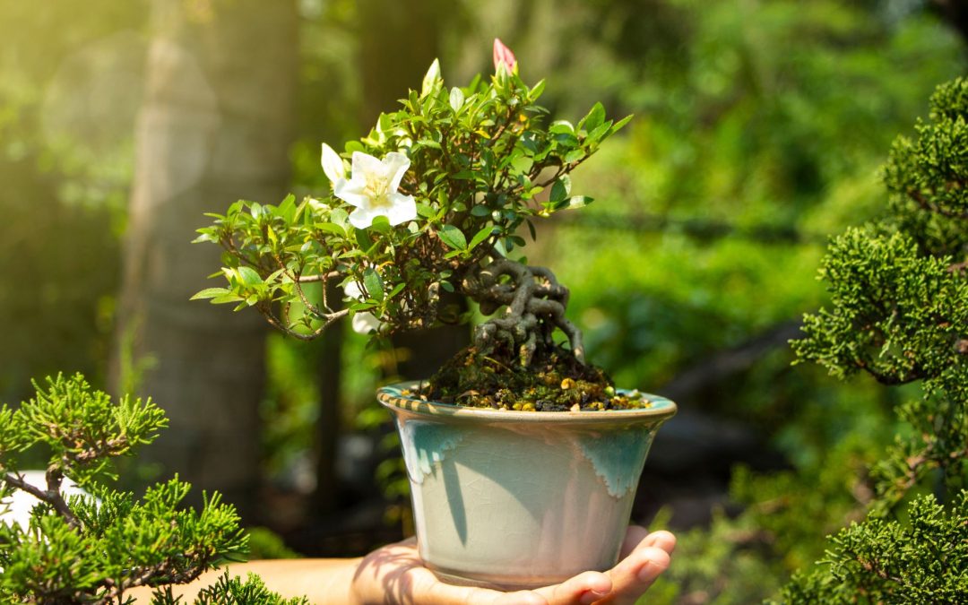 Bonsai Tree Techniques