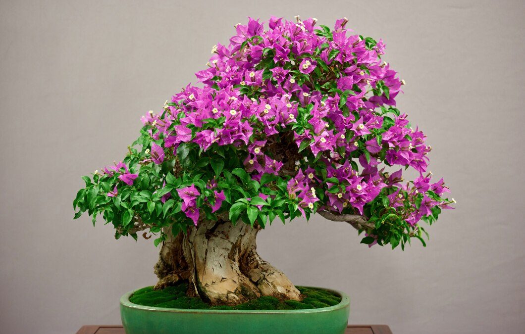 Azalea Bonsai