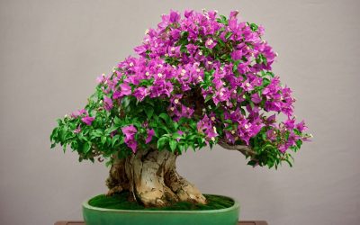 Explore the Unique World of Azalea Bonsai and Their Maintenance Requirements