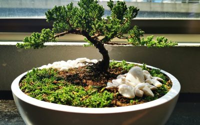 A Beginner’s Guide to Ficus Bonsai Maintenance