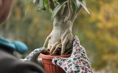 Transforming Your Space with an Indoor Ficus Bonsai: Complete Care Guide