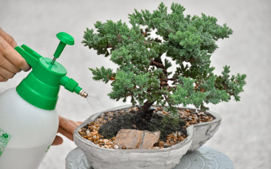 bonsai tree watering