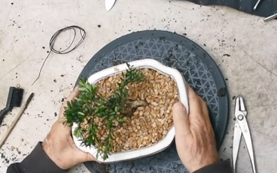 All You Need to Know About the Buxus Bonsai Tree