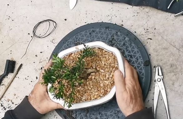 All You Need to Know About the Buxus Bonsai Tree