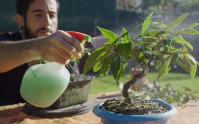 Watering Tips for Healthy Maple Bonsai Trees
