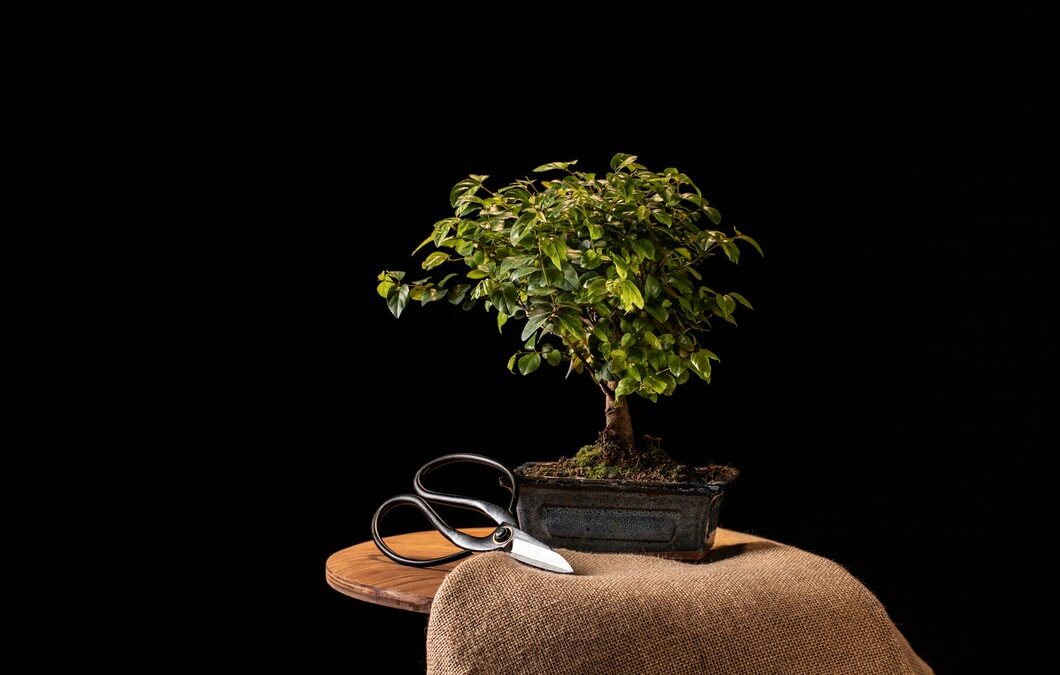 Bonsai