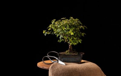 Unlock the Healing Power of Bonsai Meditation: Elevate Your Mindfulness Practice with Bonsai Trees