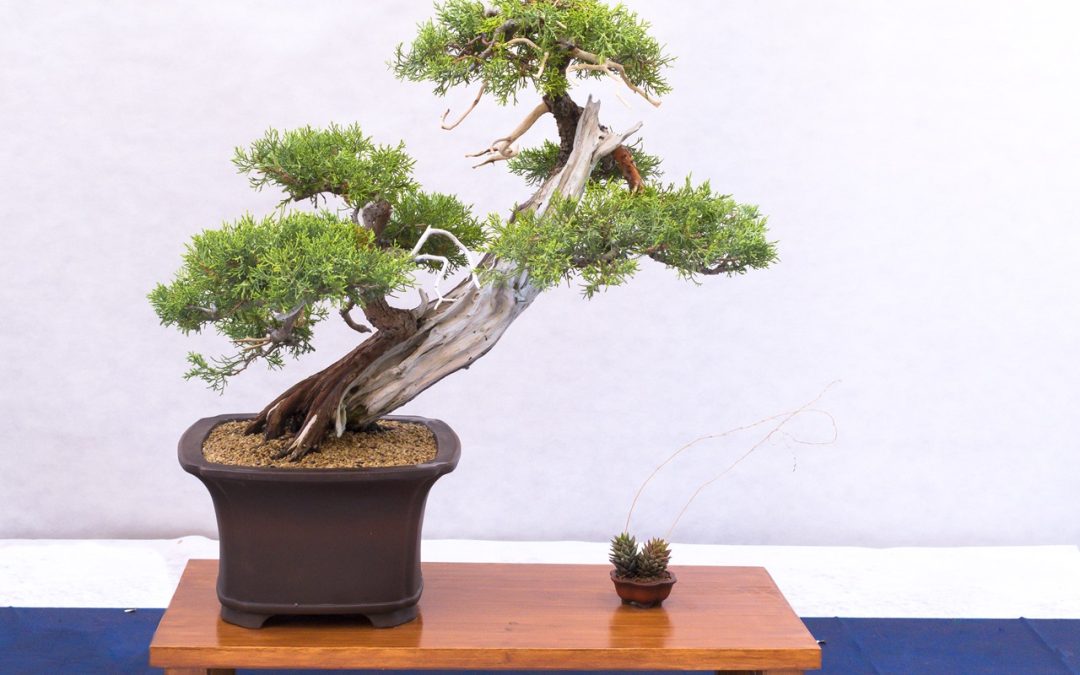 bonsai display