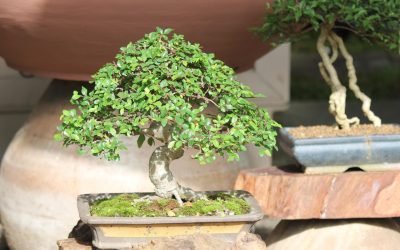 Understanding Bonsai Tree Fertilisation: A Beginner’s Guide