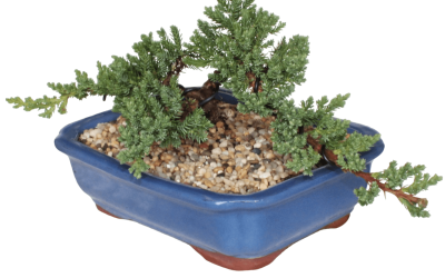 Learn about Juniper Bonsai Care. Your Questions Answered