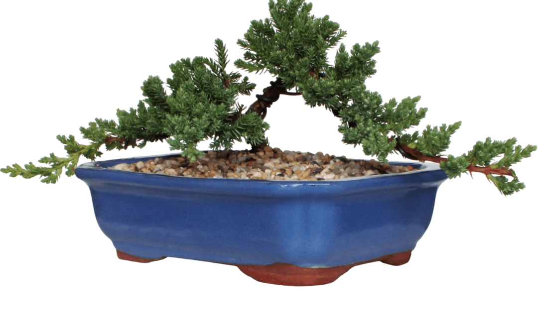 What is included in a Bonsai Tree Starter Kit? Your FAQ Answered.
