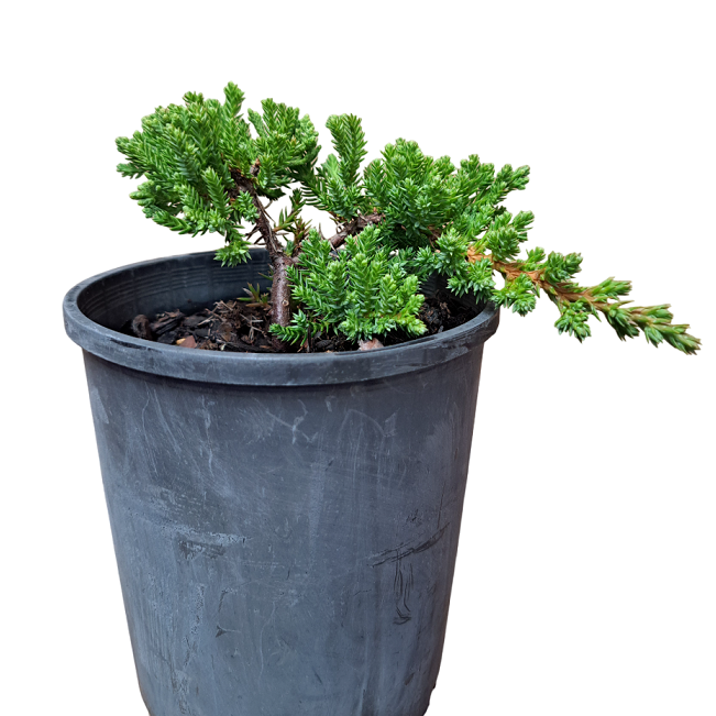 Juniper Squamata Authentic Bonsai Tree - "Mame" Kit - Image 9