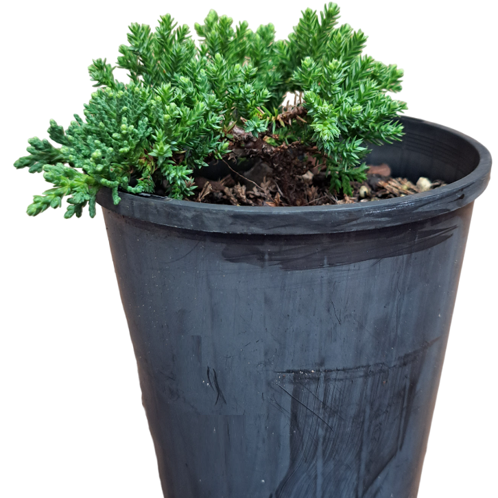 Juniper Squamata Authentic Bonsai Tree - "Mame" Kit - Image 10