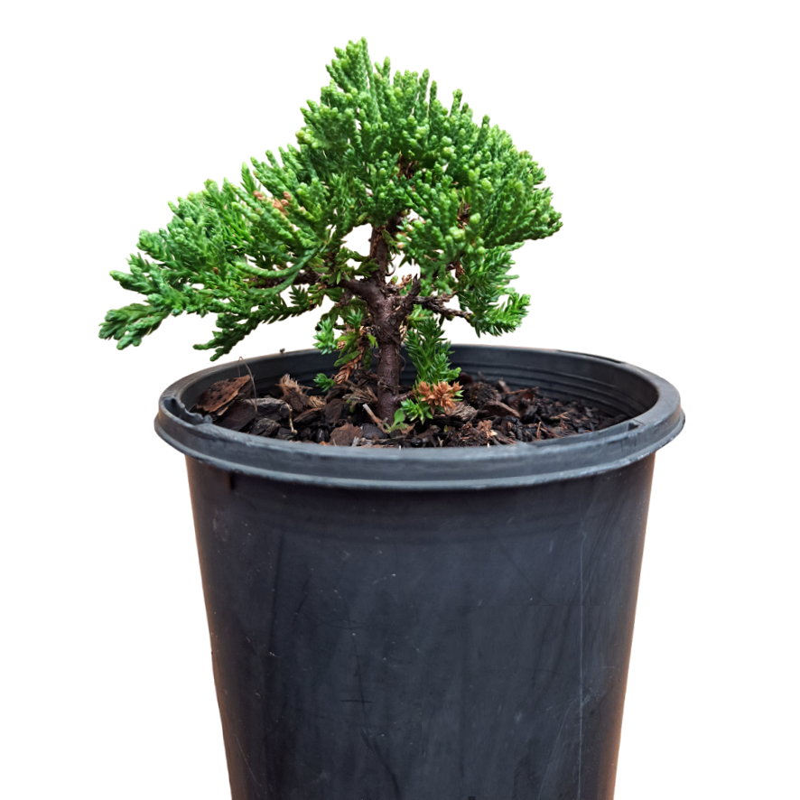 Juniper Squamata Authentic Bonsai Tree - "Mame" Kit - Image 5
