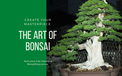 Want to know more about Bonsai? Your Questions Answered.
