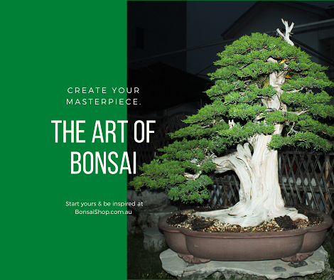 Want to know more about Bonsai? Your Questions Answered.