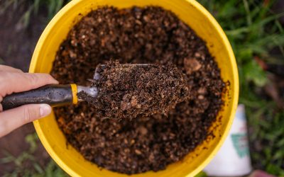 Creating the Perfect Soil Mix for Your Bonsai Tree