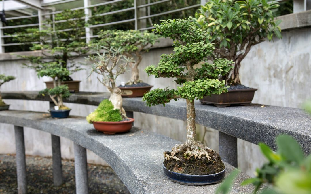 Bonsai Trees