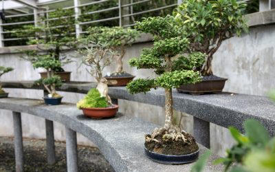 Basic Wiring Techniques for Bonsai Trees