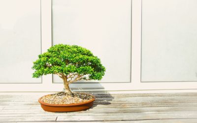 Bonsai Care for Different Seasons: A Comprehensive Guide to Year-Round Maintenance