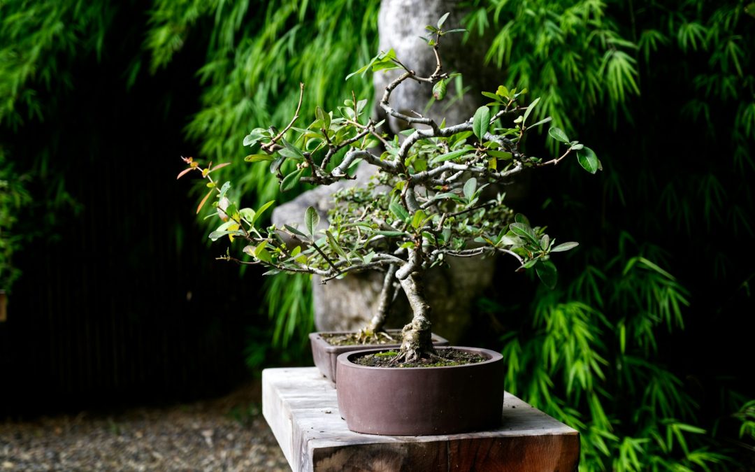 bonsai tree