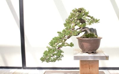 How to Care for a Juniper Bonsai Tree: Simple Tips for Beginners