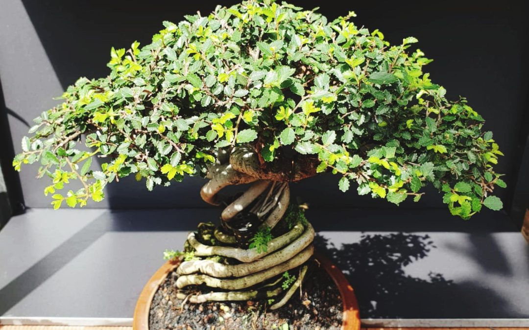 Jade Bonsai tree