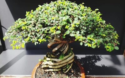 Easy Tips for Taking Care of Your Jade Bonsai Tree