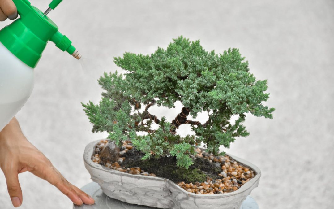 watering bonsai